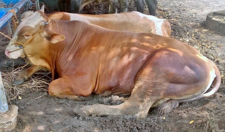 Sapi kurban yang sehat dan gemuk, hewan pemamah biak ini mengantuk setelah selesai makan siang (dokpri).