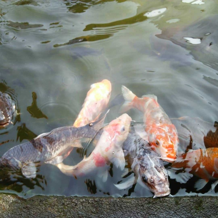 Kolam ikan Koi, ikannya bikin gemes (dok.pribadi)
