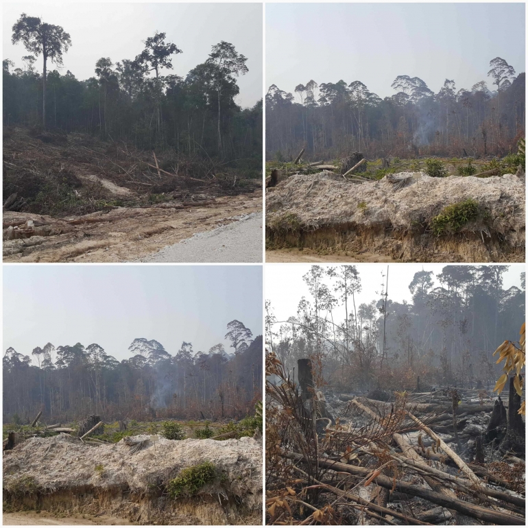 Bagian hutan yang bekas terbakar. Sumber: Koleksi pribadi