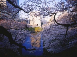 Sakura di Chidorigafuchi (Mamiya M645, Velvia50. DokPri)