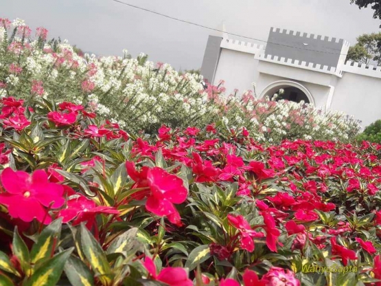 Ketika Taman Bunga Celosia Membuat Kalap Emak emak Halaman Ketika Taman Bunga Celosia Membuat Kalap Emak emak Halaman
