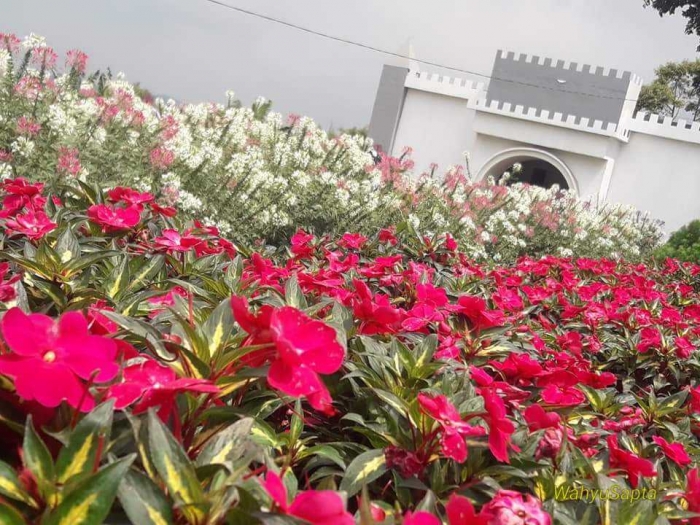 Ketika Taman  Bunga  Celosia  Membuat Kalap Emak emak oleh  Ketika Taman  Bunga  Celosia  Membuat Kalap Emak emak oleh