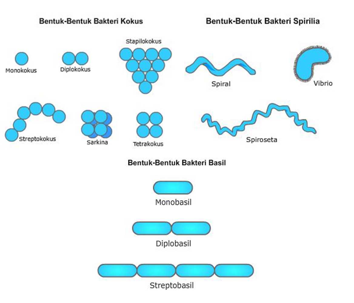 morfologi bakteri pdf