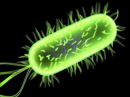 Bakteri Escherichia coli salah satu bakteri penyebab diare (Sumber: http://ferolivietnam.vn/)