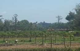 Puncak Borobudur di kejauhan (dok pribadi)