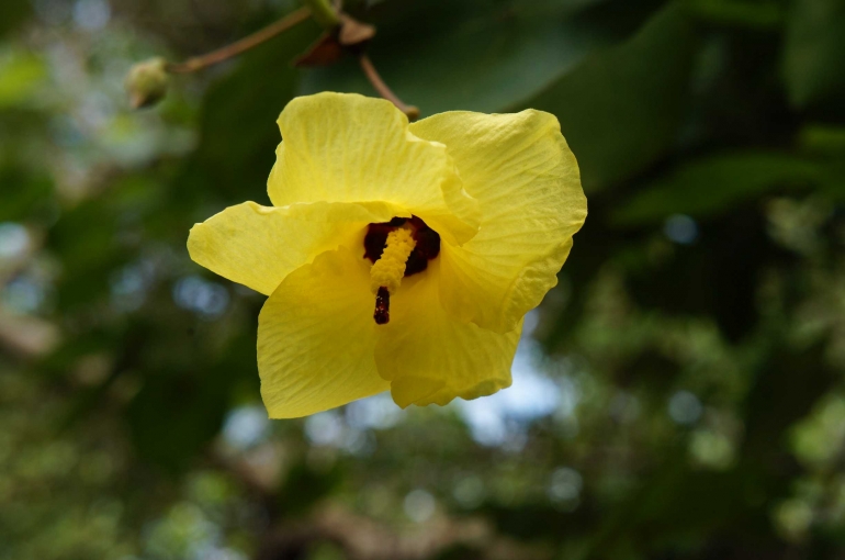 Bunga Waru (Foto : dok pribadi)