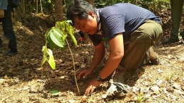 Suyandi (Yayasan Palung) Saat melakukan penanaman pohon di sekitar kawasan TNGP. Foto dok : Petrus Kanisius/Yayasan Palung