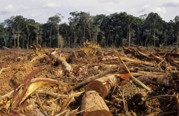 Penebangan hutan (tasidola.com)