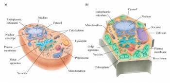 Tikus Dan Gajah Selnya Sama Enggak Sih Halaman All Tikus Dan Gajah Selnya Sama Enggak Sih Halaman All