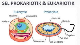 Tikus Dan Gajah Selnya Sama Enggak Sih Halaman All Tikus Dan Gajah Selnya Sama Enggak Sih Halaman All