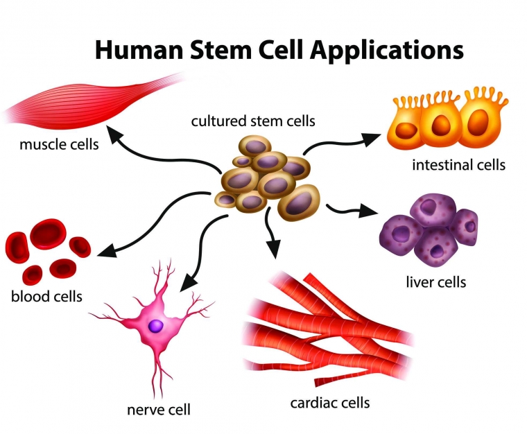 Stem Cell, Penyelamat atau Perenggut Nyawa? Halaman all