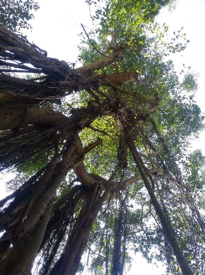 Gambar kesejukan dari rimbunya pepohonan di BCL Sidengok Tlogowero | halaman Facebook BCL Sidengok