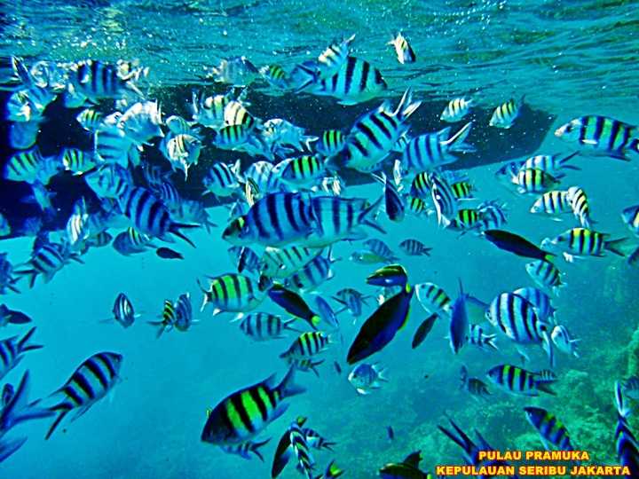 Snorkeling Pulau Pramuka | airbnb.cat