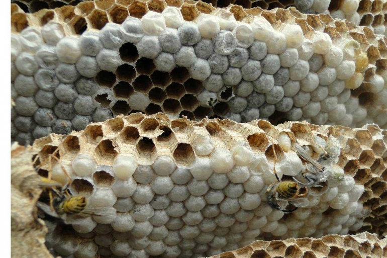 Sumber: Wikimedia Commons