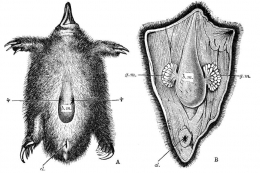 Anatomi platipus yang menunjukkan kelenjar susu di bawah perut hewan itu (Cambridge Natural History).