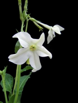 Nicotiana alata atau jasmine tobacco (gobotany.newenglandwild.org).
