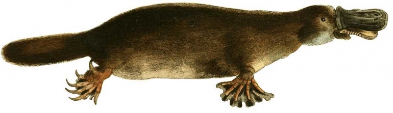 Hewan platipus, mamalia yang memiliki ciri-ciri seperti aves (wikimedia.org).