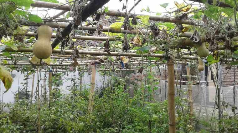 Kebun Labu Madu Usai Panen. Doc Bayu
