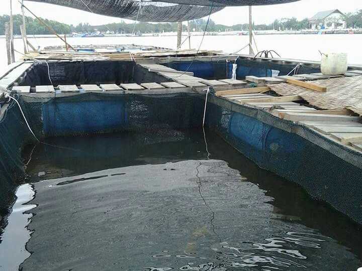 Tampak kolam ikan jaring apung yang dikelola sebagai usaha budidaya ikan kerapu oleh kelompok usaha bersama para nelayan kecil Ulee Lheu Banda Aceh 