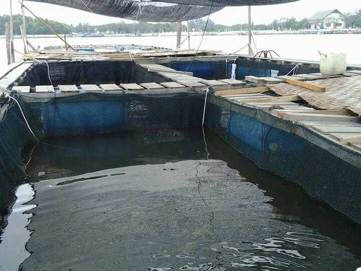 Tampak kolam ikan jaring apung yang dikelola sebagai usaha budidaya ikan kerapu oleh kelompok usaha bersama para nelayan kecil Ulee Lheu Banda Aceh