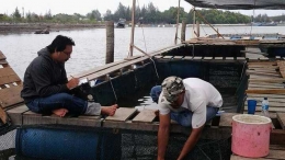 Penulis saat berada di lokasi Budidaya Ikan Kerapu pola jaring apung di muara kuala cangkoi Ulee Lheu Kecamatan Meuraxa Banda Aceh, Rabu 5 September 2018. (Dokumentasi Pribadi) 