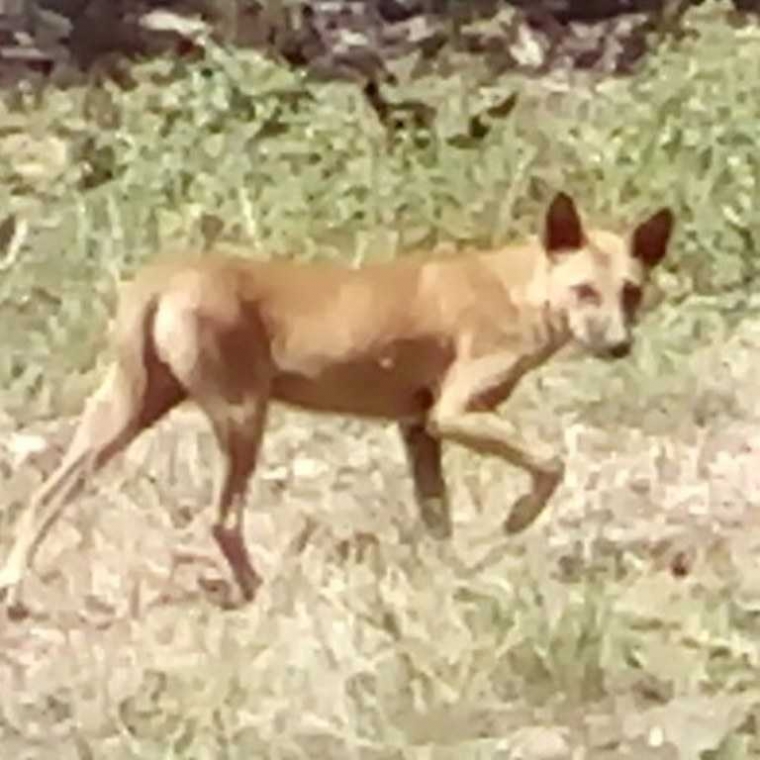 Ternyata, Adakalanya Anjing Lebih Setia daripada Manusia Halaman 1
