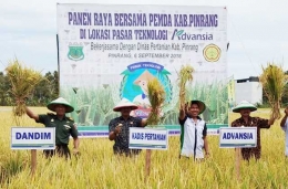 Direktur Advansia Indotani, Ali Syarif sedang panen padi demplot di Akkajang, Pinrang