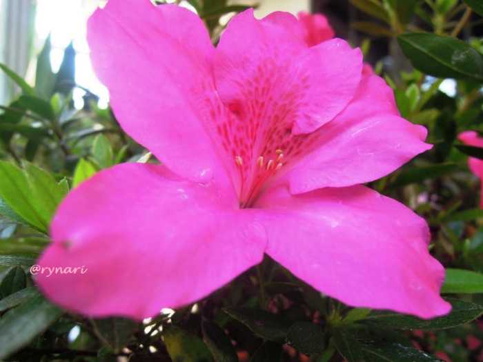 Nama Latin Bunga Azalea Azalea (kristiani) artinya bunga 86.