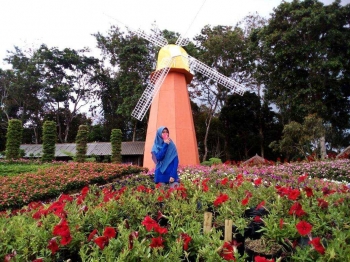 Warna Warni Bunga Di Taman Celosia Bandungan Jawa Tengah Warna Warni Bunga Di Taman Celosia Bandungan Jawa Tengah
