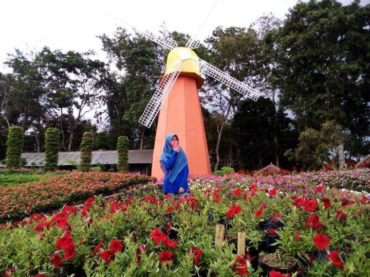 Warna warni Bunga di Taman Celosia Bandungan Jawa Tengah Warna warni Bunga di Taman Celosia Bandungan Jawa Tengah