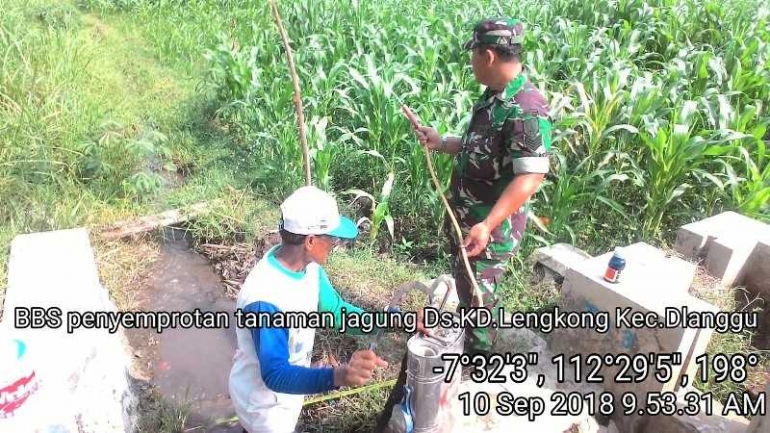 Babinsa Koramil 0815/14 Dlanggu Dampingi Petani Jagung Desa Kedunglengkong/dokpri