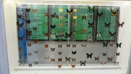 Insektarium kupu-kupu, Bantimurung (koleksi pribadi)