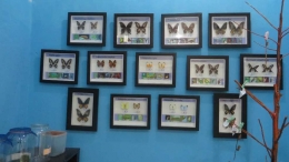 koleksi kupu, Bantimurung (koleksi pribadi)