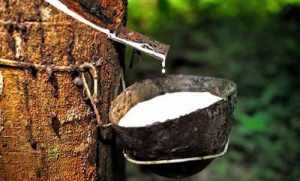 Selain Getahnya Ada Manfaat Lain Dari Pohon Karet