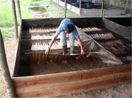 Magot dibudidayakan pada media limbah bungkil kelapa sawit. (Foto: Ir. Ediwarman, M.Si.)