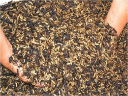 Belatung atau magot atau larva lalat tentara hitam mengandung protein tinggi sehingga cocok untuk pakan ikan. (Foto: Ir. Ediwarman, M.Si.)