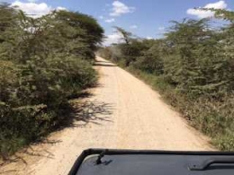 Jalan Dari Bandara Amboseli Menuju Hotel Kiri Kanan Banyak Binatang Liar, dokpri