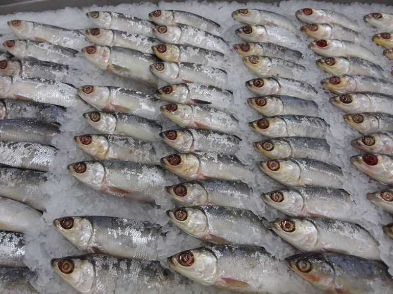 Ikan bandeng pun masih terjangkau dibeli. Foto | Dokpri