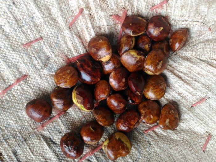 Pesona jengkol, bau tapi enak. Jika langka, harganya bisa selangit menandingi harga daging sapi. (Dok. Aryo)