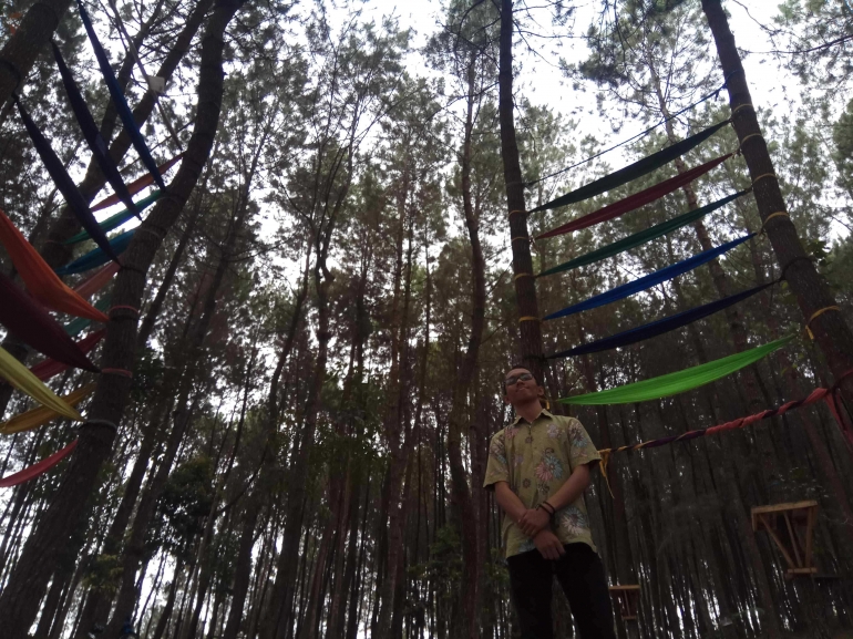 Pohon Pinus dan Manfaatnya bagi Kesehatan Manusia Halaman Pohon Pinus dan Manfaatnya bagi Kesehatan Manusia Halaman