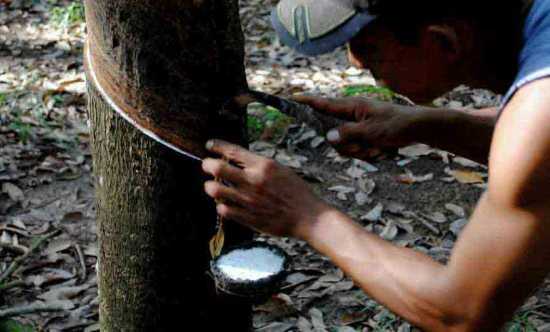 Potensi Tanaman Pohon Karet dan Kemajuan Teknogi dalam Pertanian Karet Halaman all - Kompasiana.com