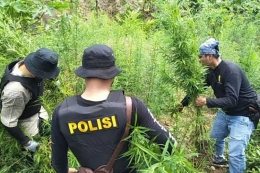 Polisi mencabut batang ganja setinggi satu meter di Desa Lancok, Kecamatan Sawang, Kabupaten Aceh Utara, Aceh (13/9-2018). (Sumer: KOMPAS.com/Masriadi Sambo)
