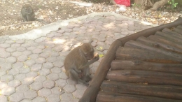 Monyet berkeliaran di TWA Manggrove