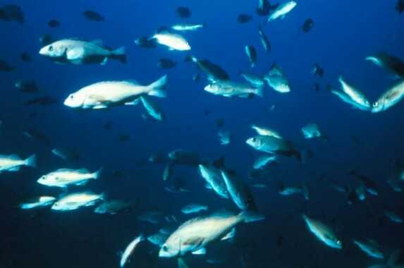 https://www.livescience.com/520-deep-sea-fish-brink-extinction.html