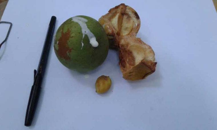 Buah Jantak jenis liana Willughbeia sp. Foto dok. Riduwan /YP
