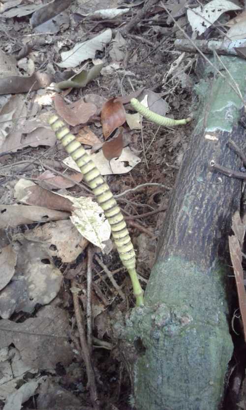 Bunga dari liana jenis Gnetum. Foto dok. Riduwan