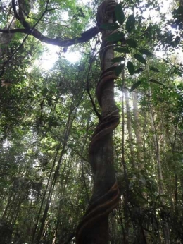 Tumbuhan Liana yang menumpang pada pohon. Foto dok : Syahik Nur Bani/YP