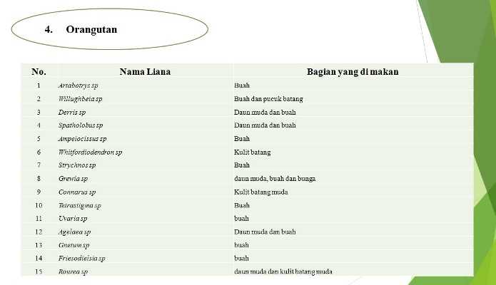 Informasi pakan satwa dari liana yang disukai oleh Orangutan (Pongo pygmaeus) Dok. Foto capture dari presentasi Riduwan