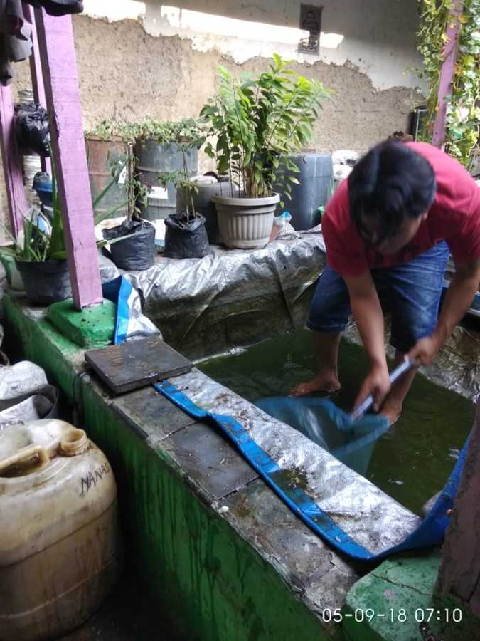 Memanfaatkan Lahan Sempit Untuk Budidaya Lele Halaman All Kompasiana Com