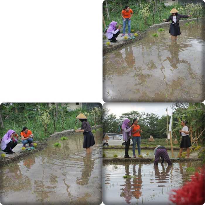 Perempuan dan sawah (foto:Ko In)